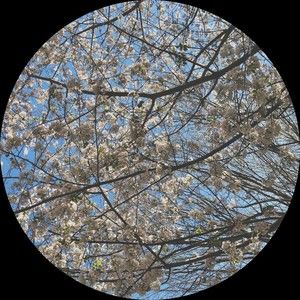 Meet your Posher, Madeleine